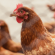 Gallinas detrás de una valla efectos de los antioxidantes en las aves de corral