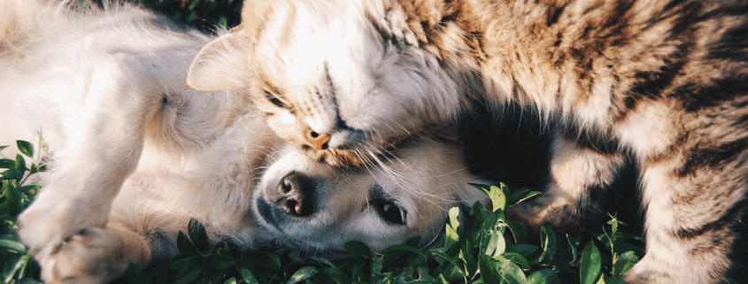 Main-nutrients-in-the-diet-for-dogs-and-cats