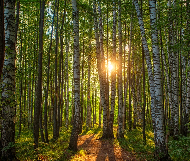 Bosque